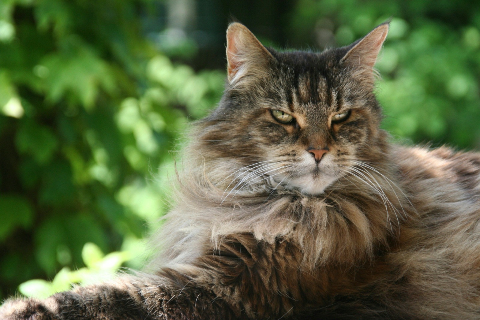 Maine Coon Kittens for Sale – Find Your New Furry Family Member Today