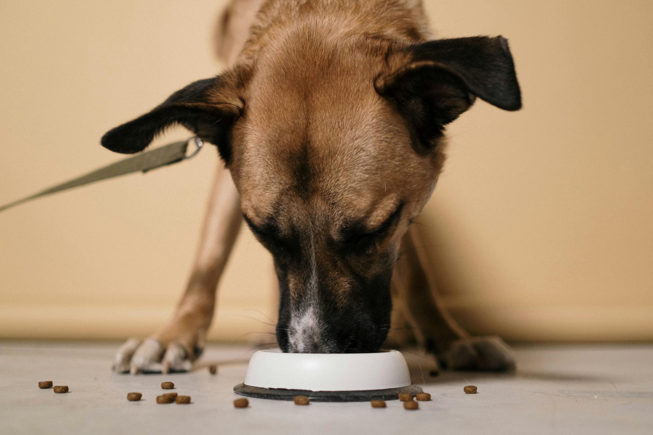 Where to Buy Dr Marty Pet Food Canada Online & Locally