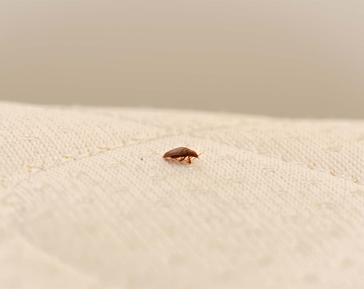 Affordable Bed Bug Treatment for Apartments & Hotels