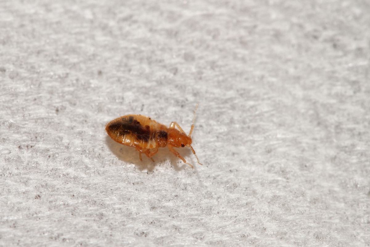 Milwaukee’s Trusted Experts for Bed Bug Heat Treatment