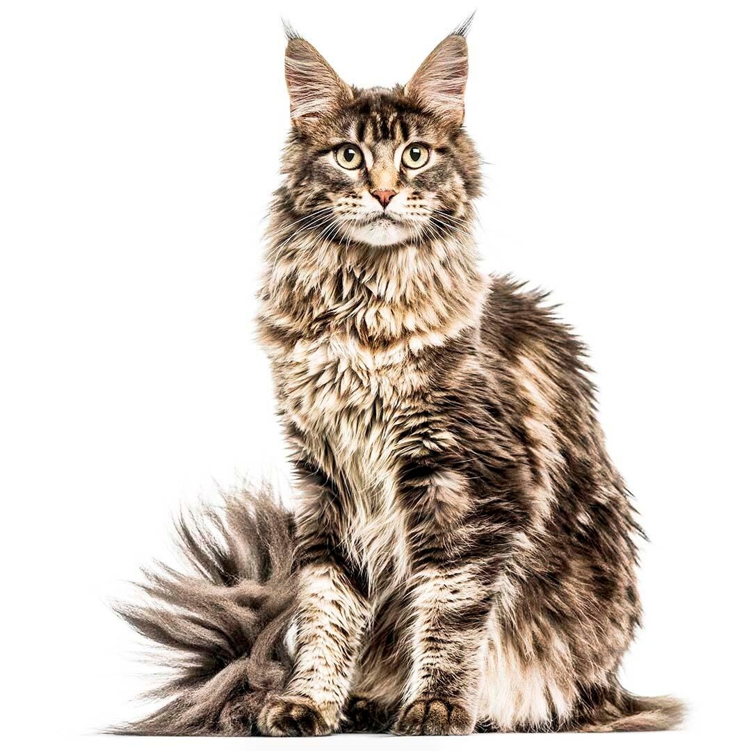 Maine Coon Kittens for Sale California – Stunning Purebreds