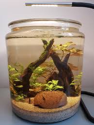 Experience the Tranquility of an Opae Ula Jar at Home