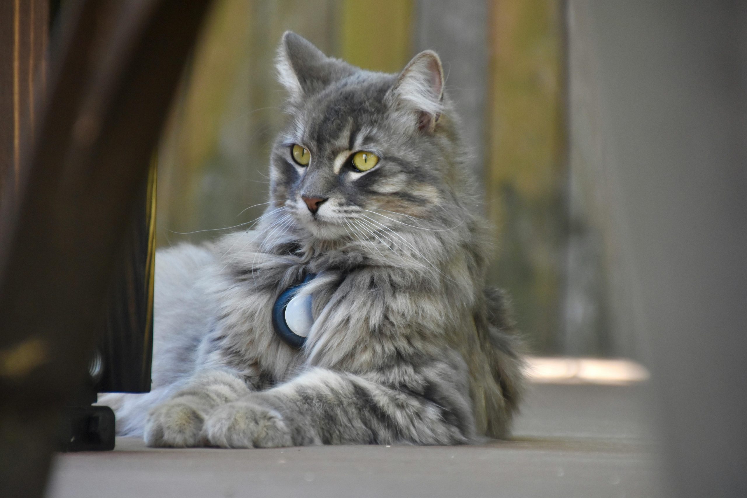 Maine Coon Cats for Sale Sacramento | Large, Playful, Gentle